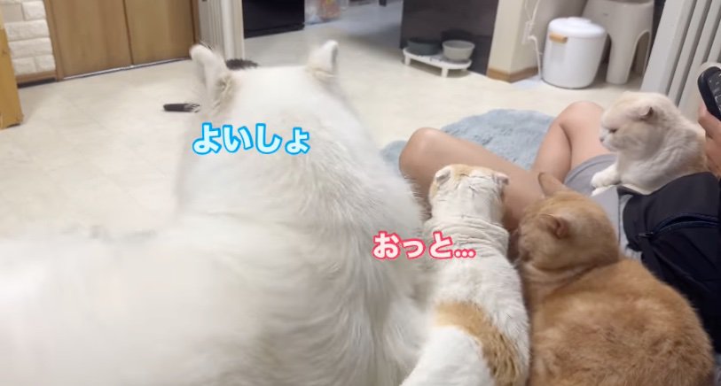 猫の隣に座るサモエド犬