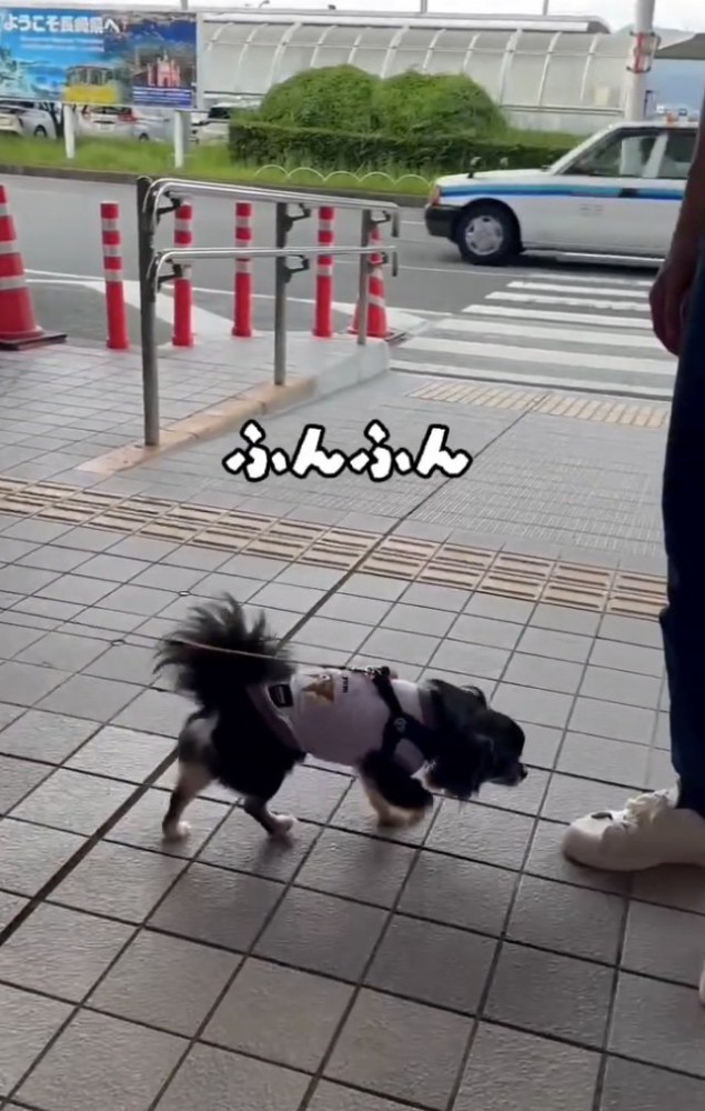 尻尾フリッ