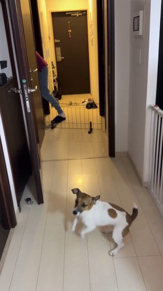 廊下で飛び跳ねる犬