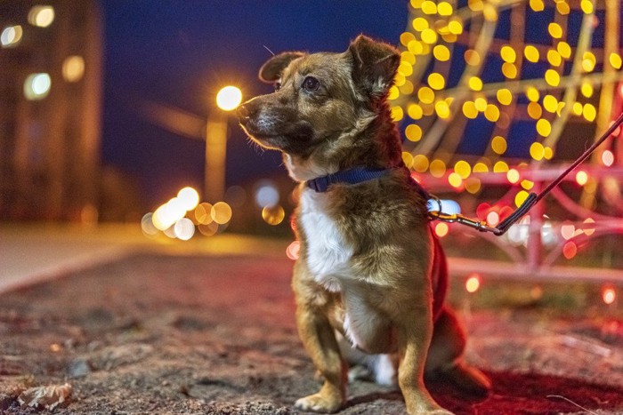 夜の街と犬