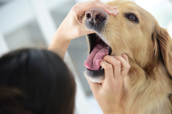 口を開けさせる犬