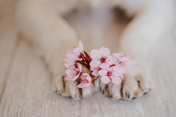 犬の前足に桜