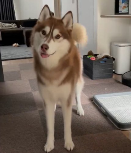 あざと