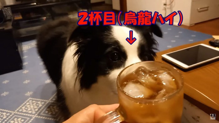 晩酌を再開する飼い主さんとロコちゃん