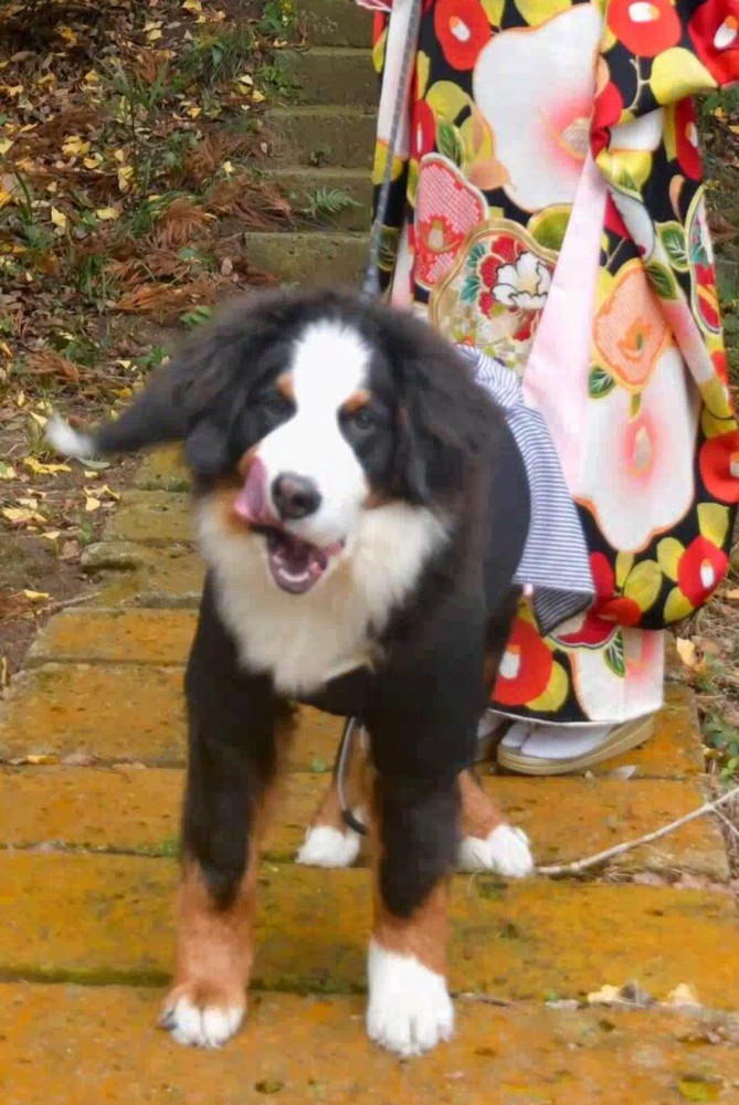 舌を出してカメラを見つめる子犬