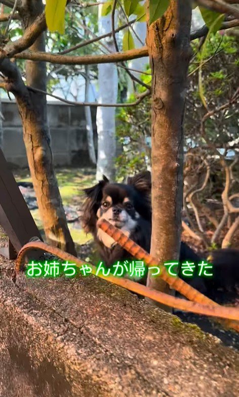 まる君とお姉ちゃんの再会2