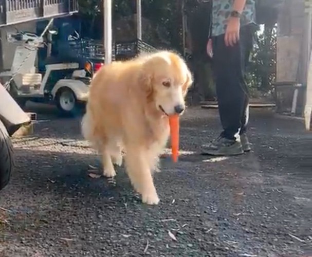 にんじんをくわえている犬