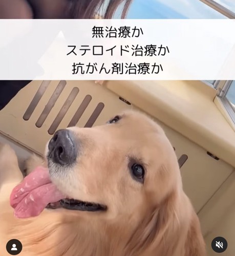 お出かけに行ったときの大型犬と女性