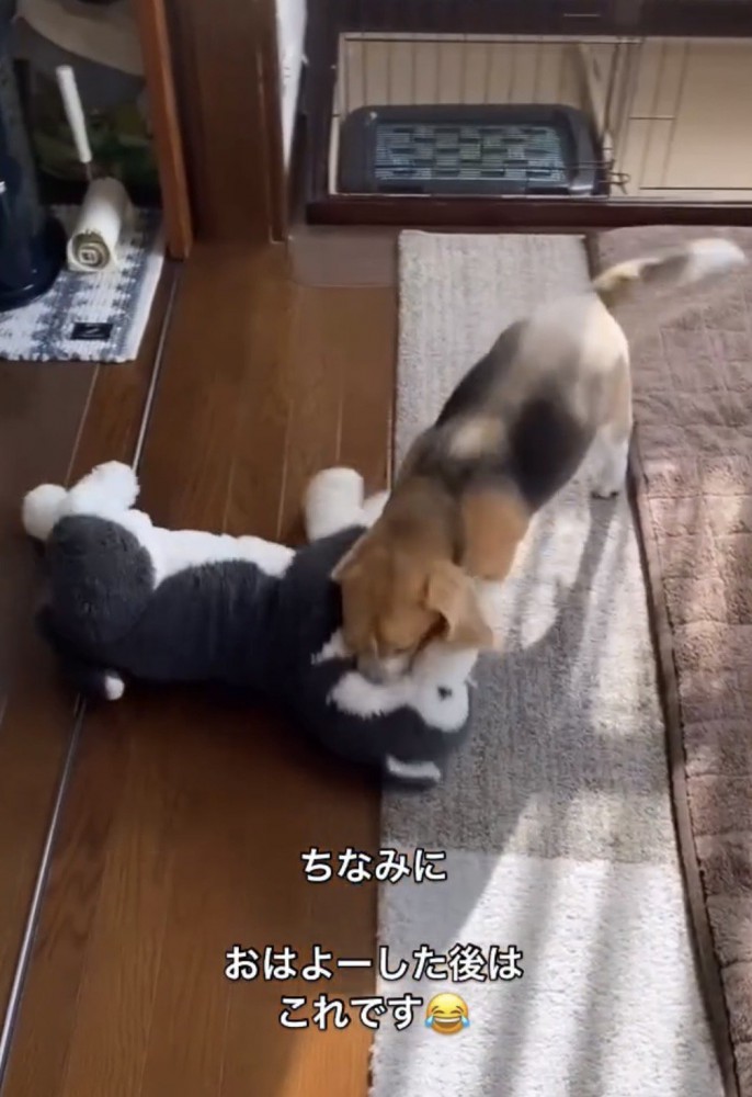 ぬいぐるみで遊ぶ犬