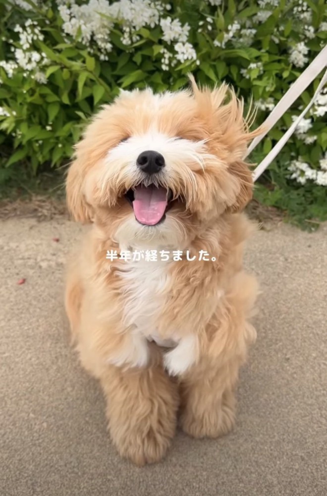 笑顔の子犬