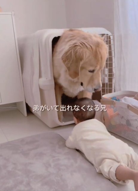 赤ちゃんと犬1