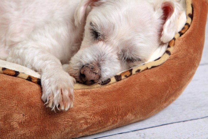 犬用のベッドで眠る白い犬