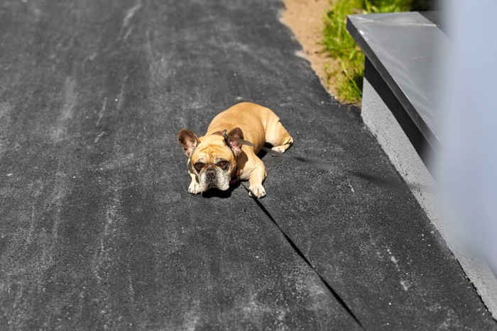 歩きたがらない犬