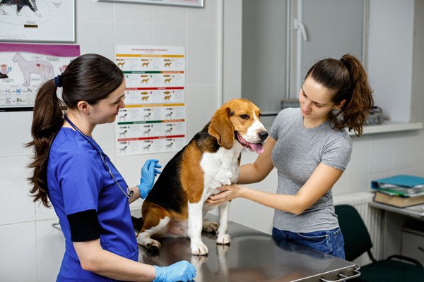 犬が皮膚炎にかかっている場合