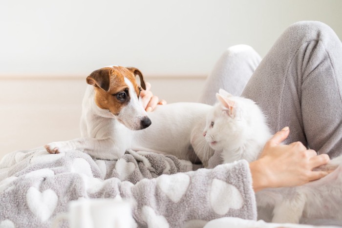 犬と猫をお腹に乗せて横たわる女性