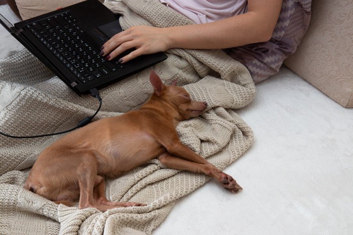 仕事をする飼い主の脇で眠る犬