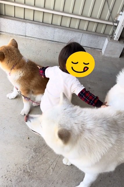 ワンコが好きな男の子