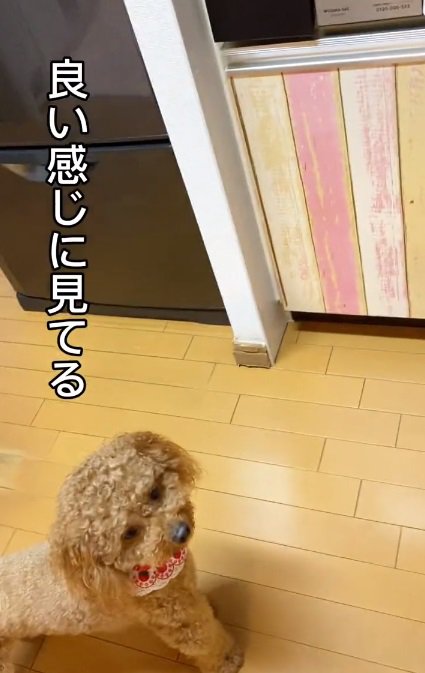 飼い主さんを見上げるけん太くん