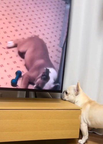 テレビ裏を覗く犬