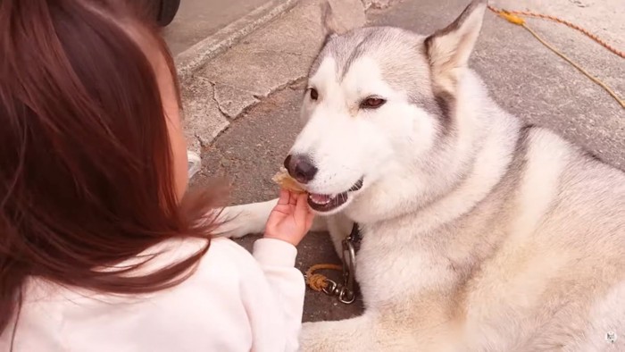 ガムを犬にくわえさせる子