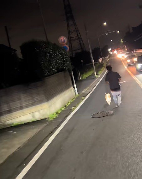 道路を走る犬を発見