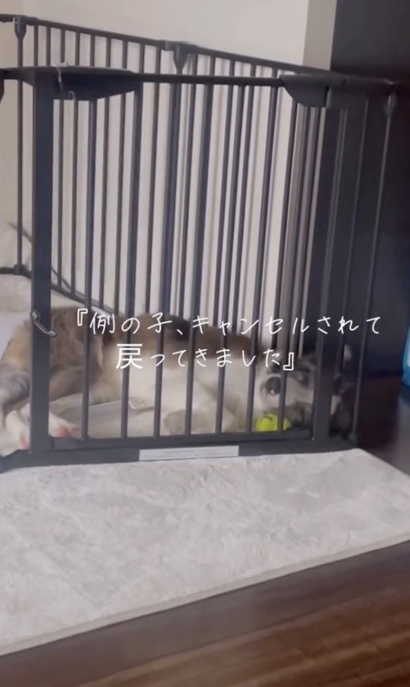 衝撃的な報告