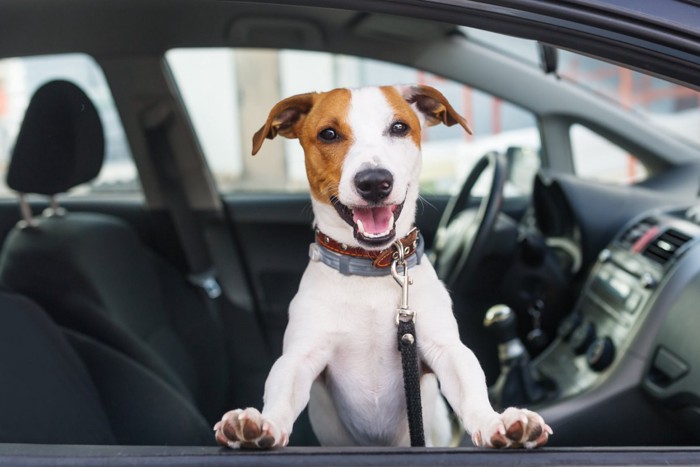 車内の犬