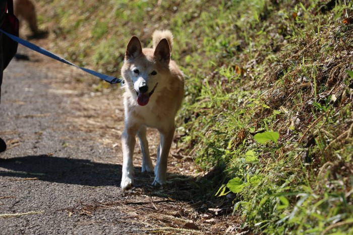 散歩中のシニアの柴犬