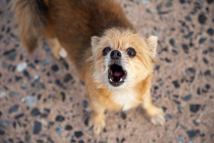 こちらを見上げて吠えている犬