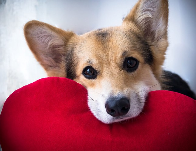 フィラリアの治療をしている犬