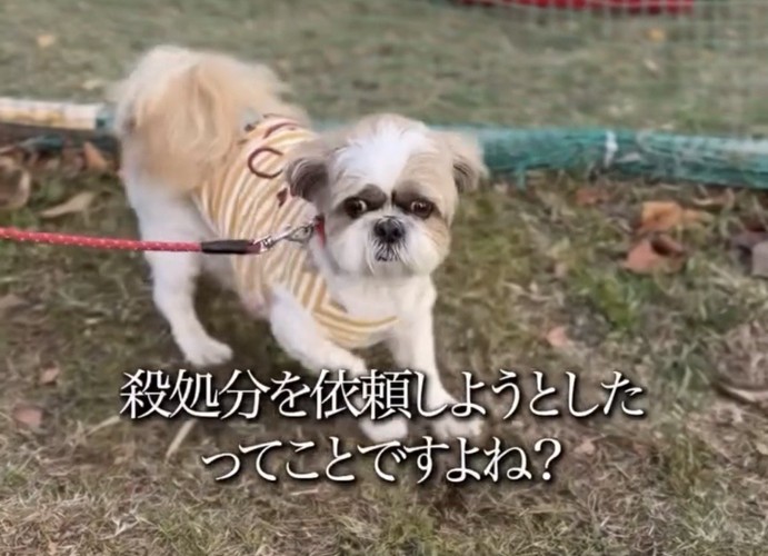 カメラ目線で立つ犬