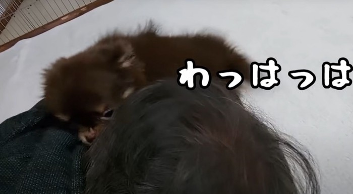 頭を狙う子犬