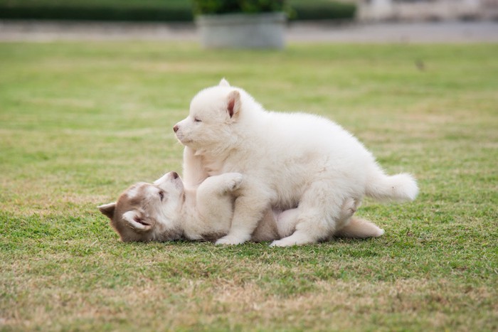 芝生の上でじゃれ合うシベリアンハスキーの子犬たち