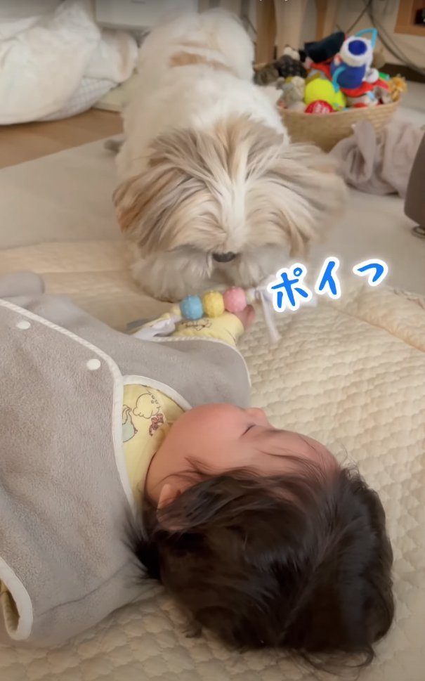 赤ちゃんの手の上におもちゃを落とす犬「ポイっ」