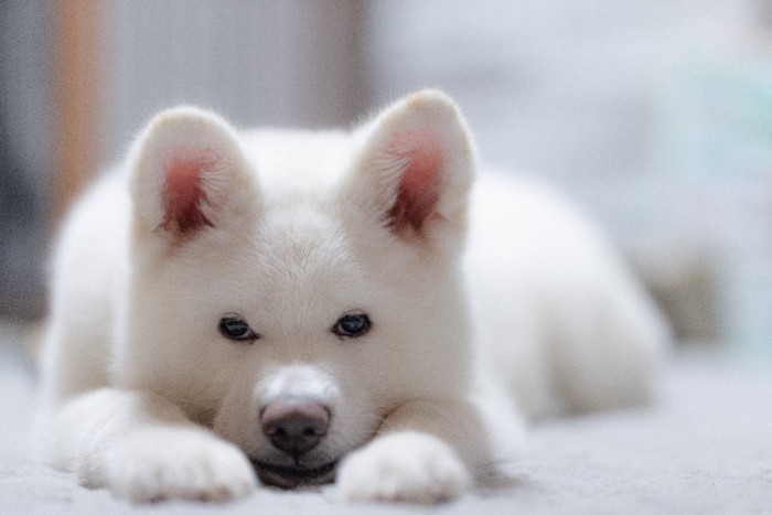 ふせる白い秋田犬