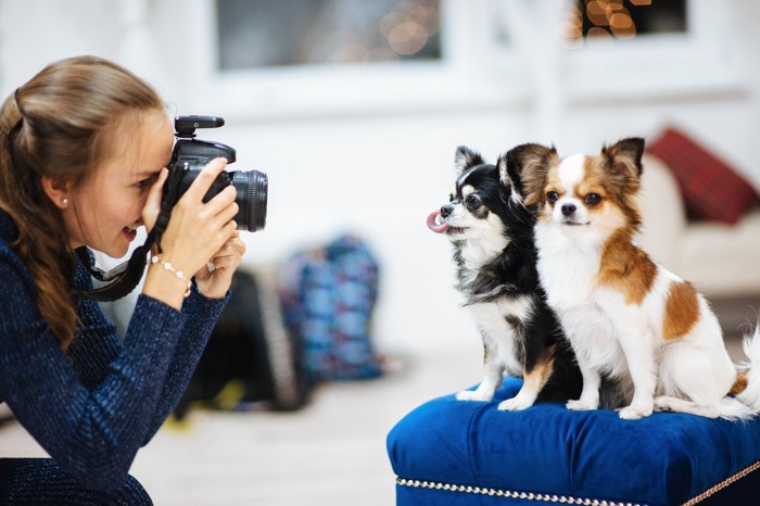 チワワの写真を撮る女性