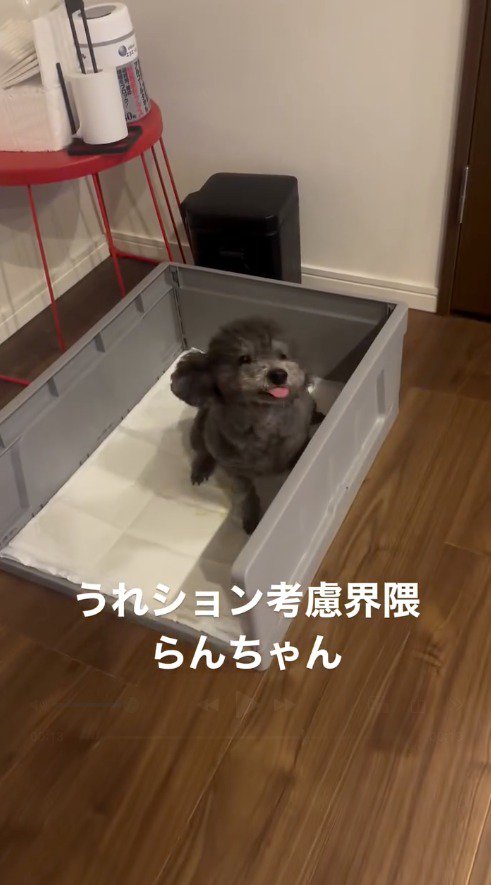 犬用トイレに入って笑顔になる犬