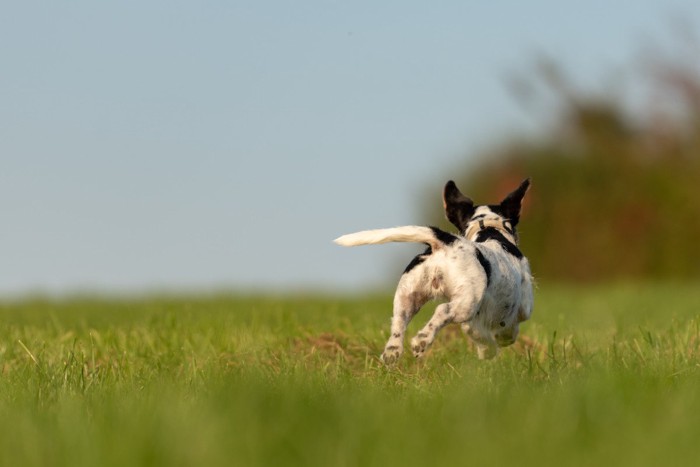犬の後ろ姿、白黒