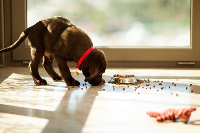 ご飯を床にこぼしながら食べる子犬