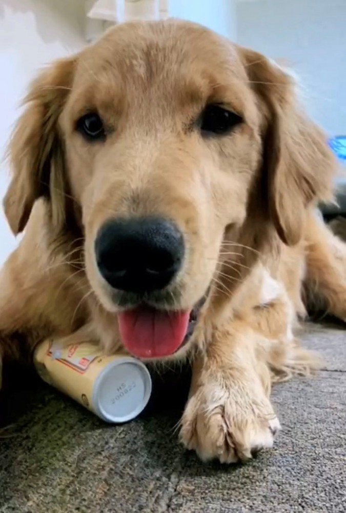 缶を前足で押さえながらこちらを見る犬