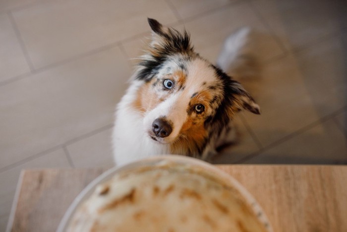 クレープを狙う犬