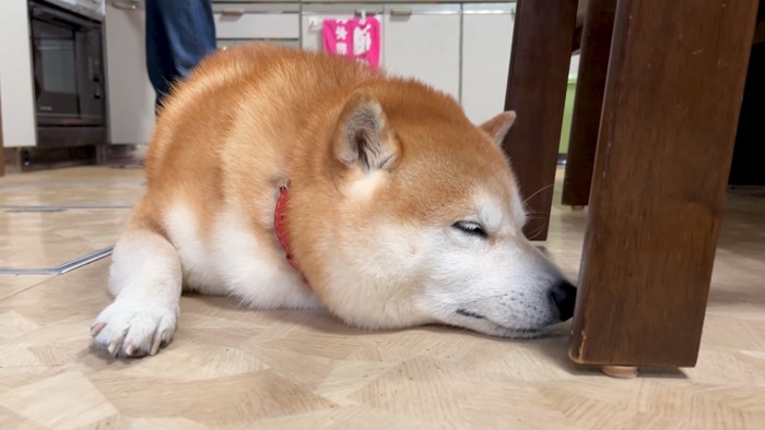 柴犬のらんまるくん