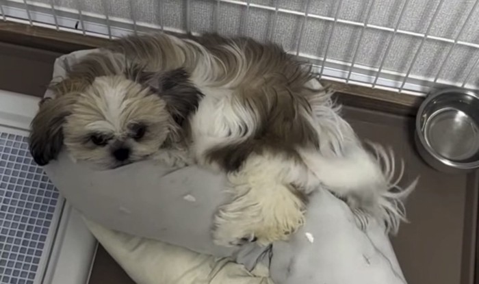 ベッドに寝る犬