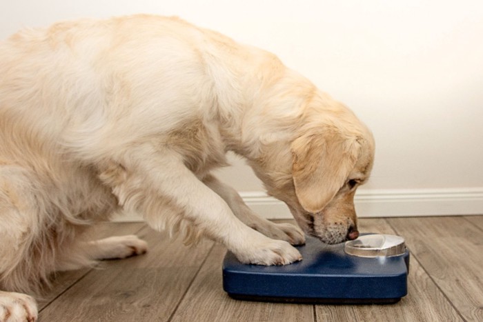 体重計に乗り体重を確認する犬