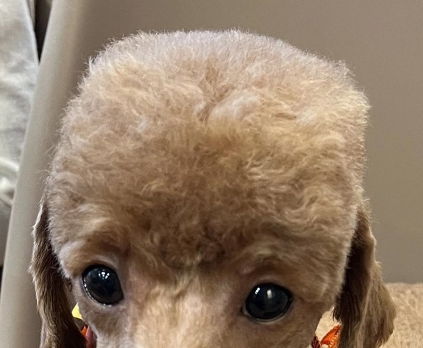 四角く整えられた頭の犬