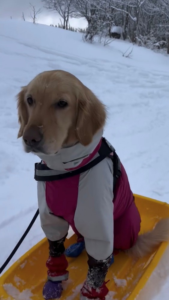 ソリに乗る犬とソリを追う人2