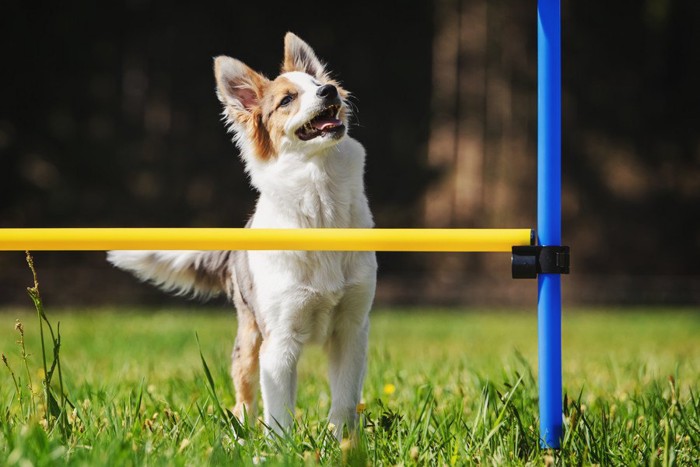 アジリティ、障害物の後ろの犬