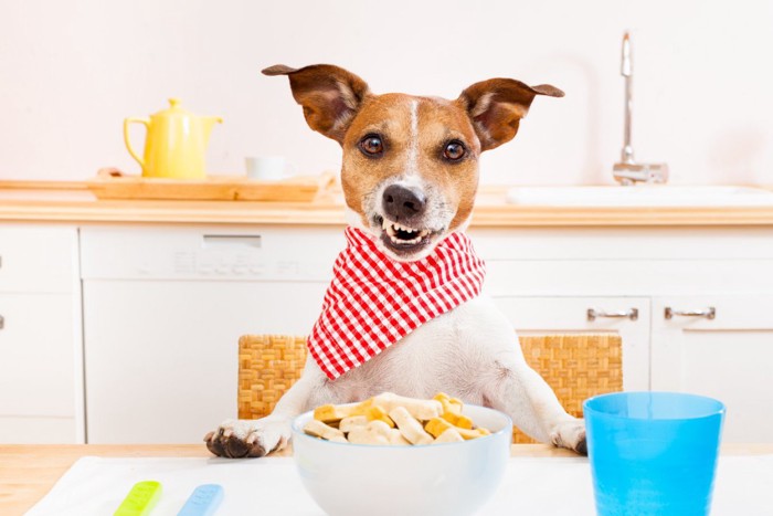 ご飯を前に舌なめずりする犬