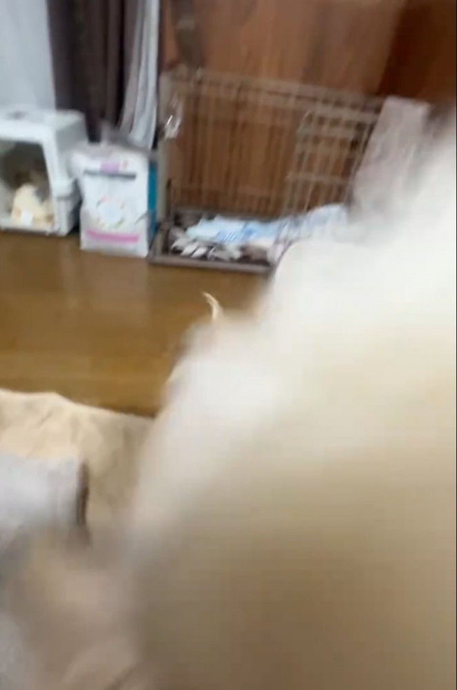 飛びつく犬
