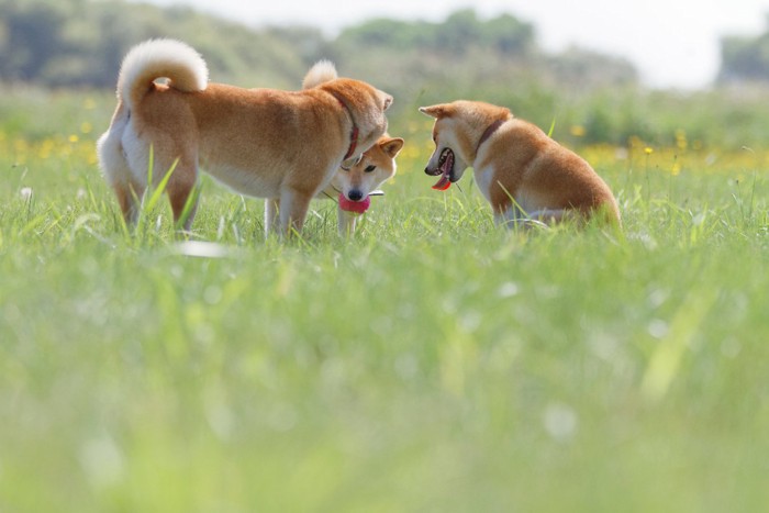 みんなで遊ぶ柴犬